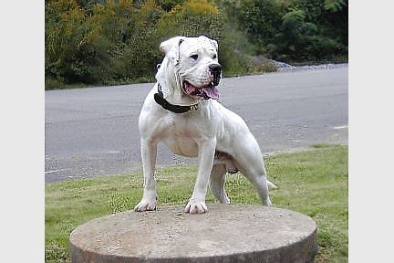 chaz.jpg